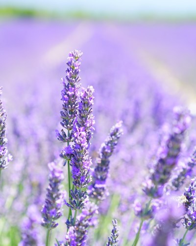 Mint & Lavender Body Butter
